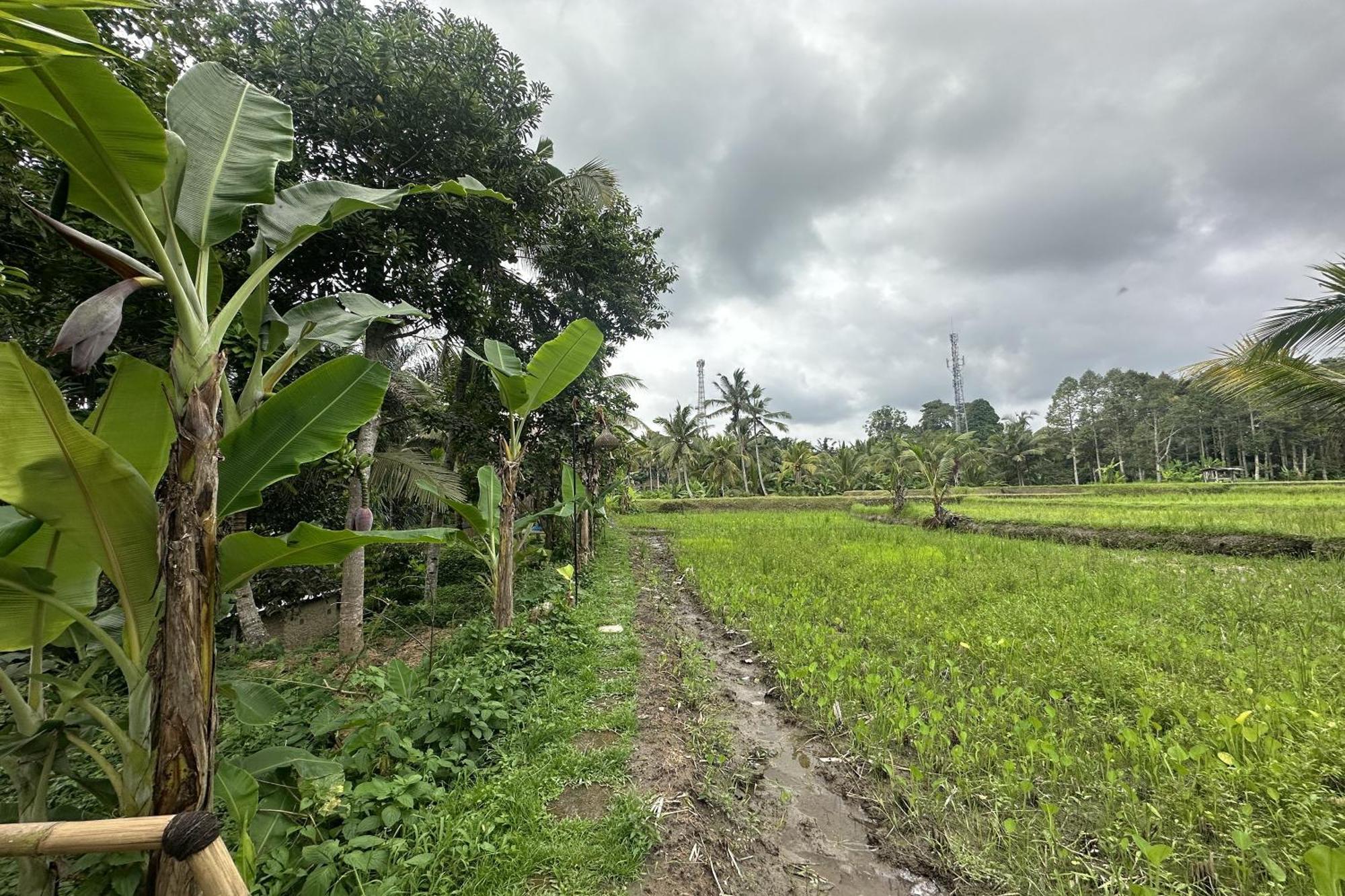 Tampaksiring Lumbung Langit Bali House & Hostel מראה חיצוני תמונה